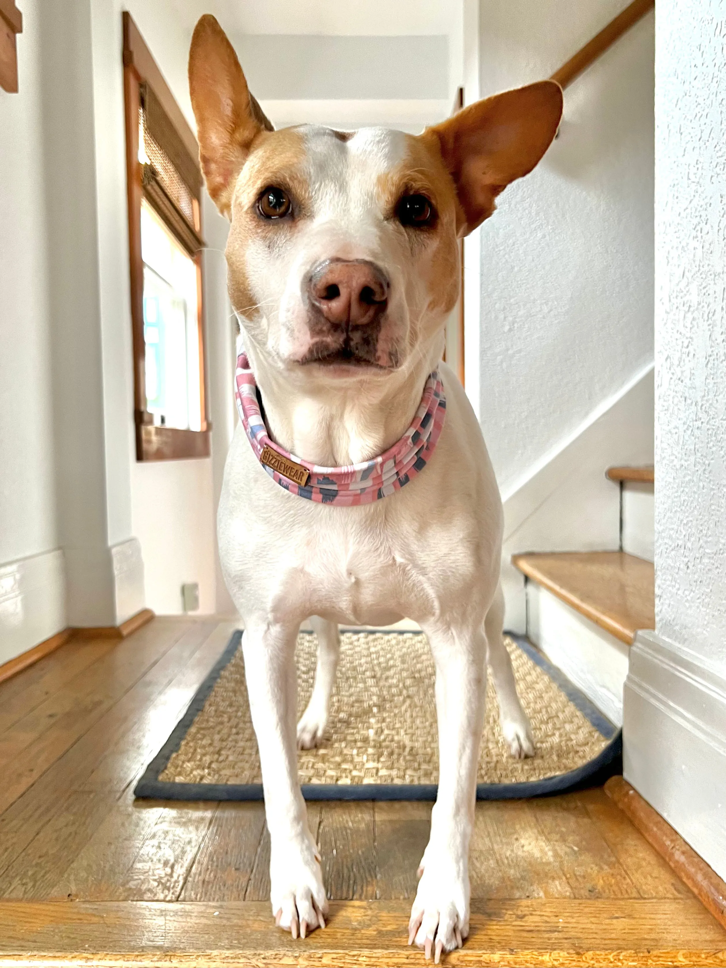 Cotton Candy pet scarf