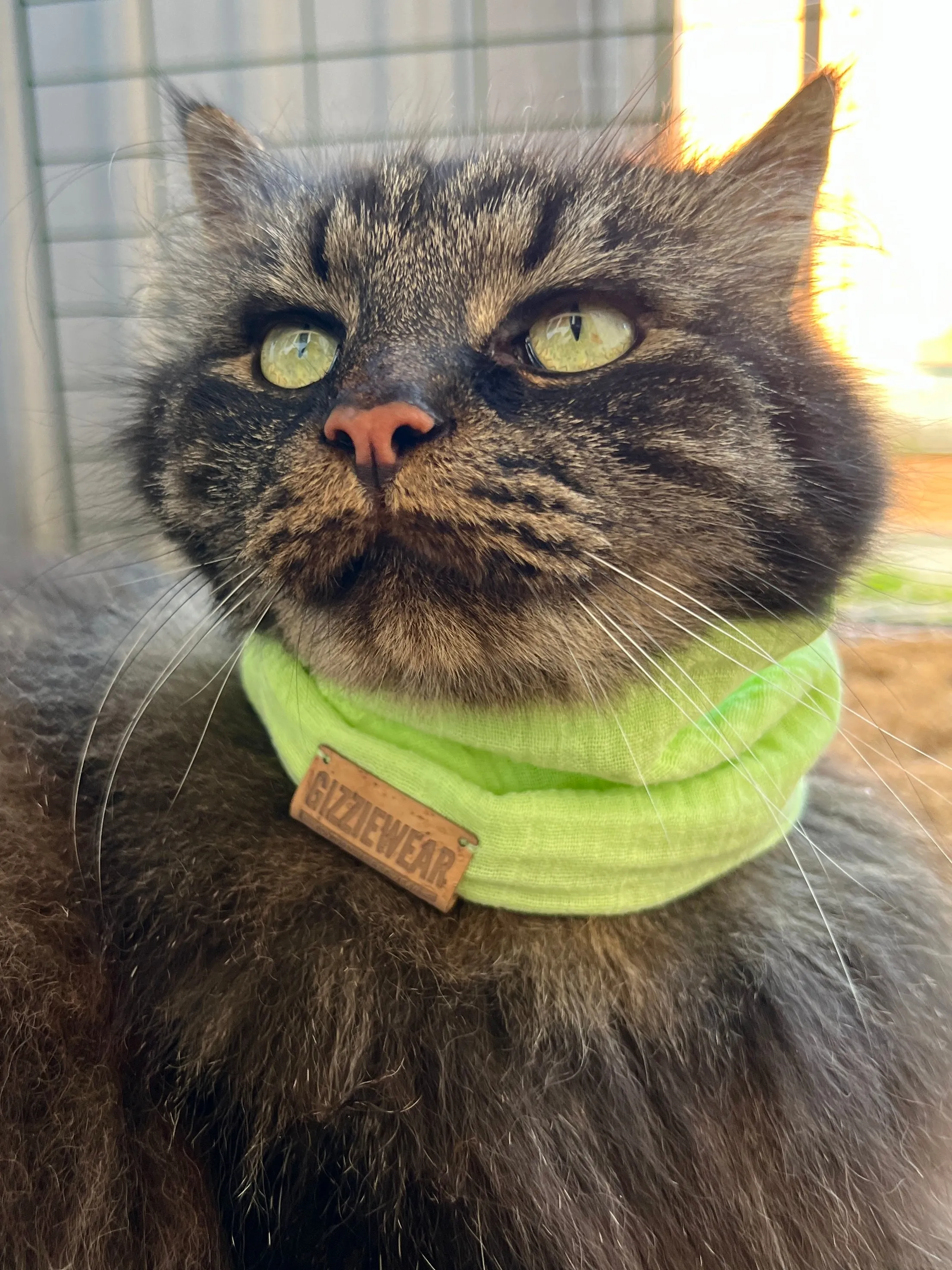 Green pet scarf